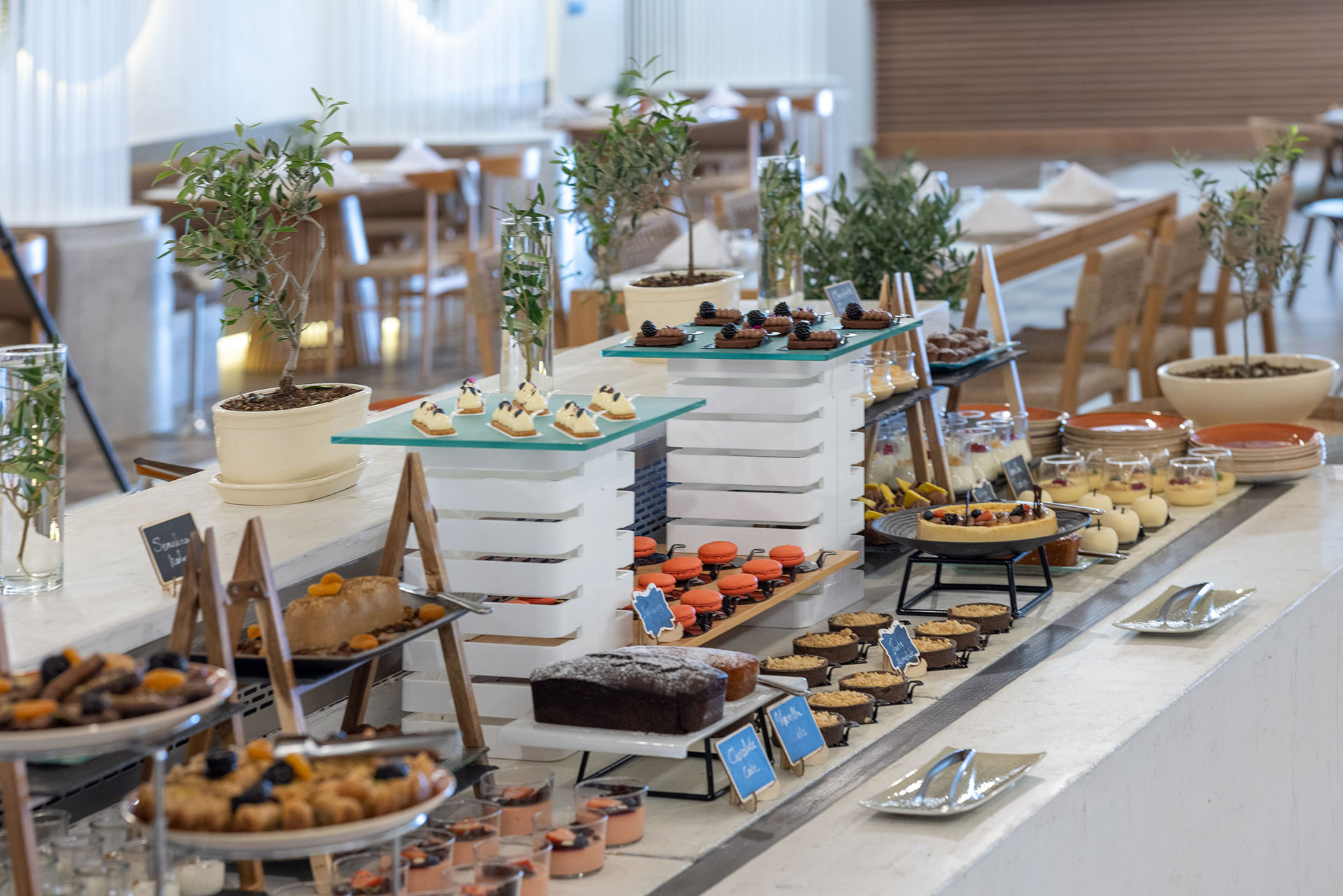 Dessert buffet with mini cakes, macarons, tarts, and pastries displayed elegantly with olive tree decor