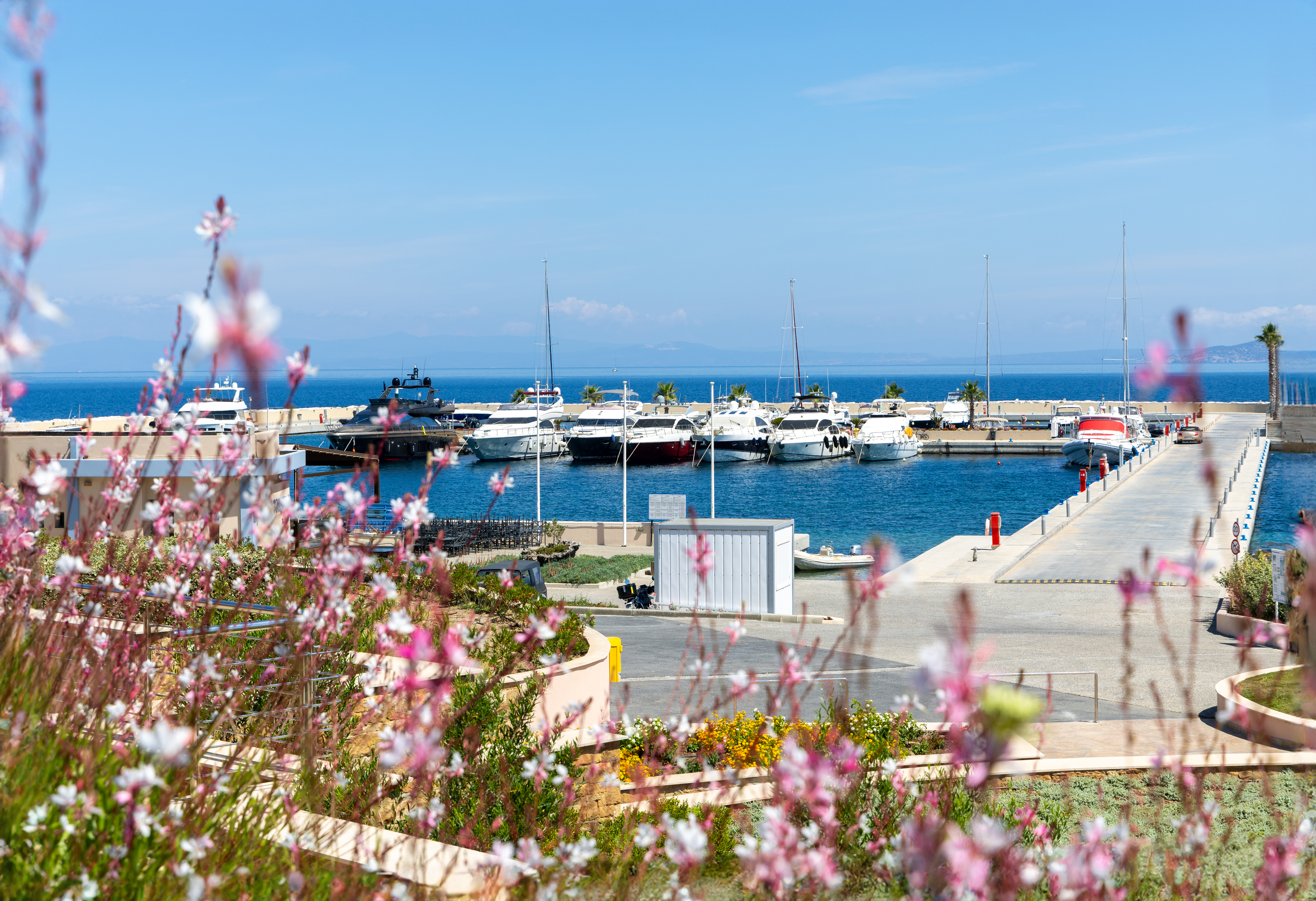 Luxury marina with yachts and sailboats framed by pink flowers under a clear blue sky