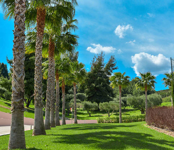 Resort trees and grass