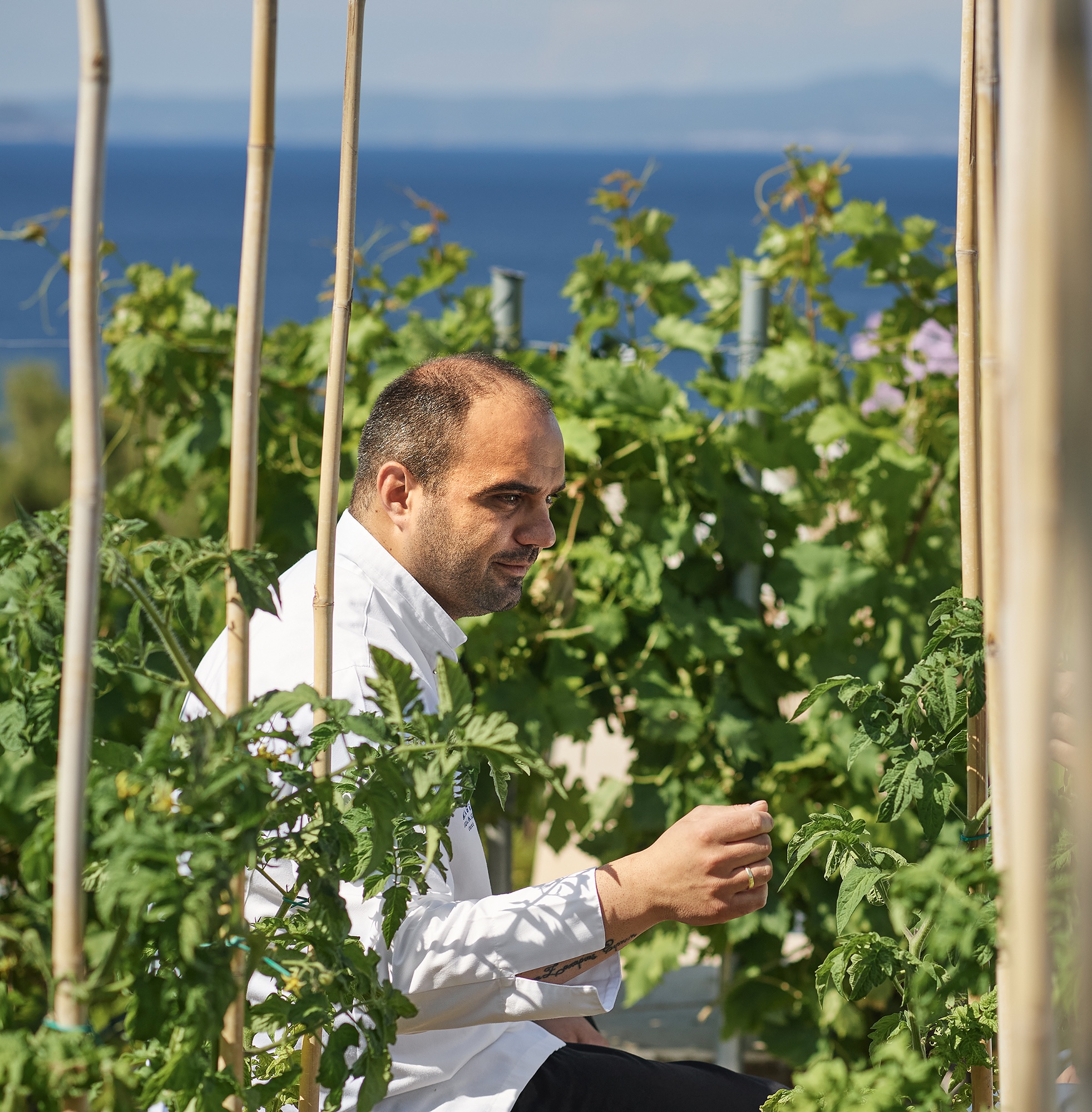 Chef in white uniform inspecting fresh herbs in the garden with a sea view in the background